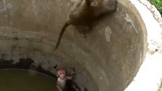 Two little monkeys fell into the water, let’s see how the big monkey rescued them!