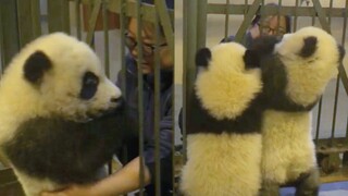 Mei mei teases Xiao Xiao: They are calling you fool. (Pandas Ji Xiao, Cheng Feng, Cheng Lang, and Xing Qing)