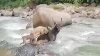 rusa tanduk 6 cabang