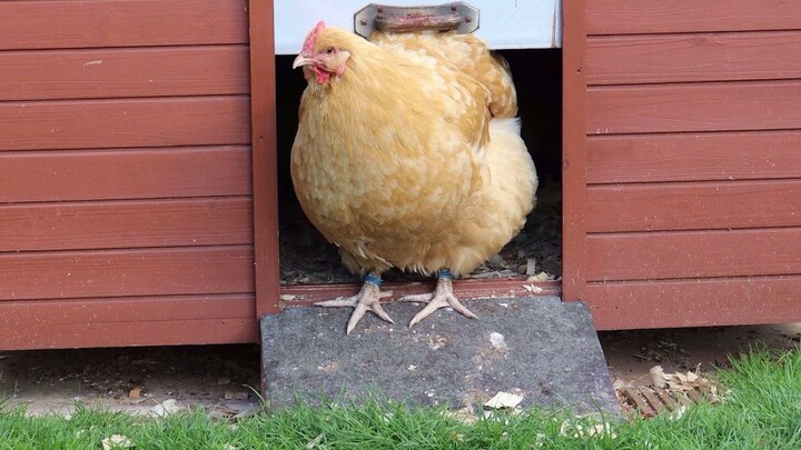 【Gà Orpington】Từ chàng trai tuấn tú trưởng thành thành chú gà mập mạp, hiền lành