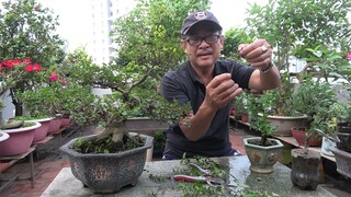 SAM HƯƠNG - CHĂM SÓC VÀ NHÂN GIỐNG CHƠI BONSAI .