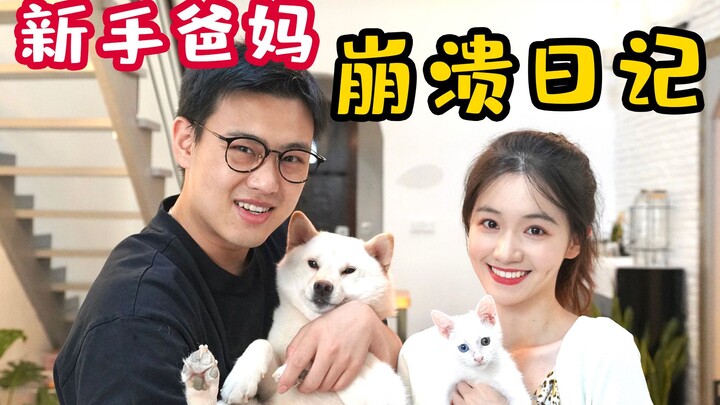 同一天捡到猫狗后续，养起来就….这和我想象的不亿样啊喂！