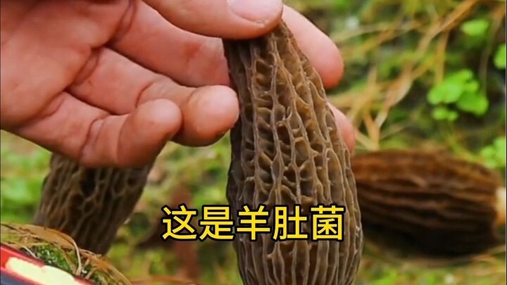 What kind of mushroom is this? Identifying edible fungi