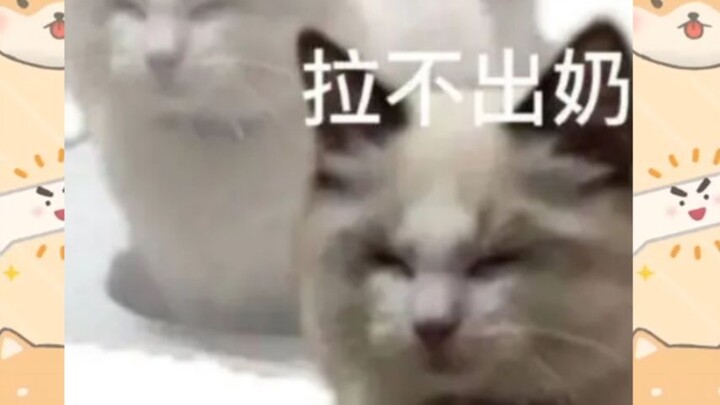 【قراءة التعليقات 01】هل تريدون رؤية الآنسة الكبرى التي لا تتحدث عن لي تياو وتنام مبكرًا؟