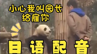 Strange panda, but Japanese version