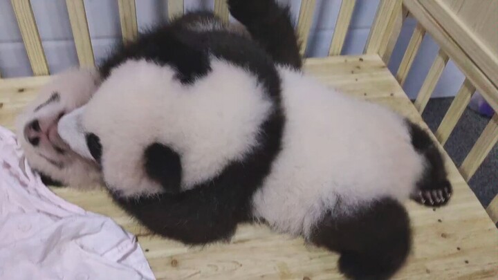 Baby Pandas-Brotherly Play