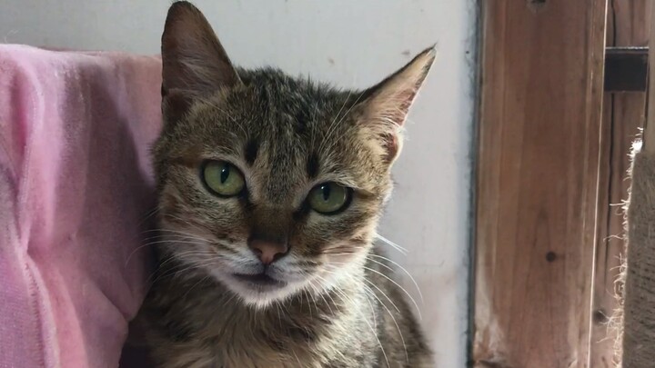 เสียงน่ารักฟูฟ่องชวนผ่อนคลาย! เรียกทีไรตอบทุกที! ปู้ปู้ปู้ หลอดเลือดหมดเกลี้ยงแล้ว!!