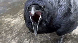 A Crow Bigger Than a Chicken