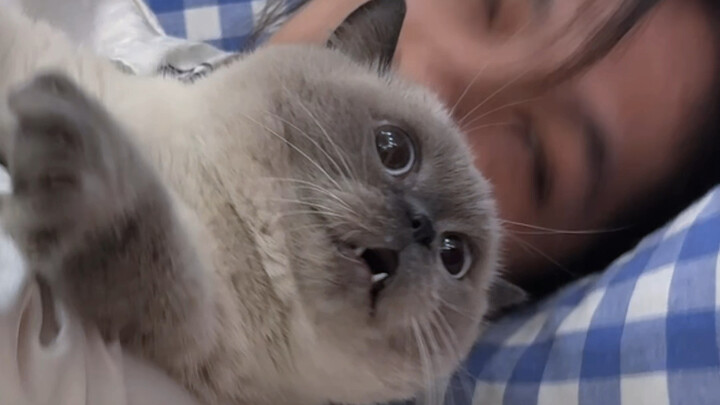 عندما يخرج مربي القطط في يوم إجازته