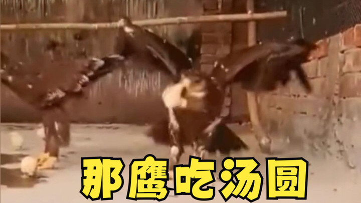 小时候老是听说老鹰吃小鸡，今天终于见到了！！！