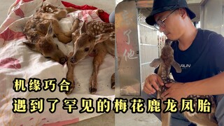 Tình cờ, chúng tôi bắt gặp một cặp hươu sao sinh đôi quý hiếm, một đực một cái. Chủ trại hươu cho bi