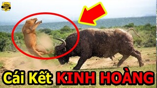 🔴Dám Cả Gan Ăn Thịt Nghé Con, Sư Tử Nhận Cái Kết Kinh Hoàng Không Thể Tin Nổi
