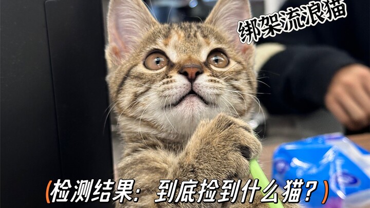 Hasil pemeriksaannya sudah keluar!!! Sebenarnya kucing apa yang ditemukan?