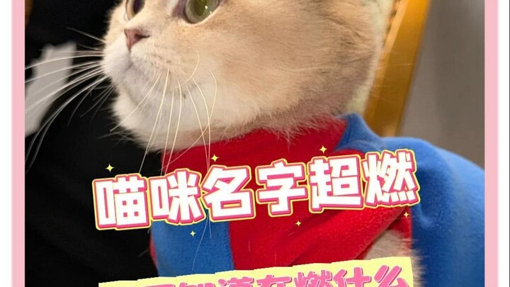 Ternyata siapa yang jadi pemeran utama bisa langsung ketahuan hanya dari satu kali dengar #kucing #m