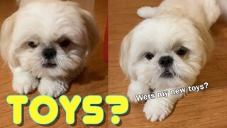 Cute Dog Wanna Reminds His Dad About His Promise ( Cute Funny Shih Tzu Dog Video)