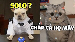 BỐ LẠI SỢ MÀY QUÁ CƠ? - CHÓ RỦ MÈO SOLO VÀ CÁI KẾT | Yêu Lu Official