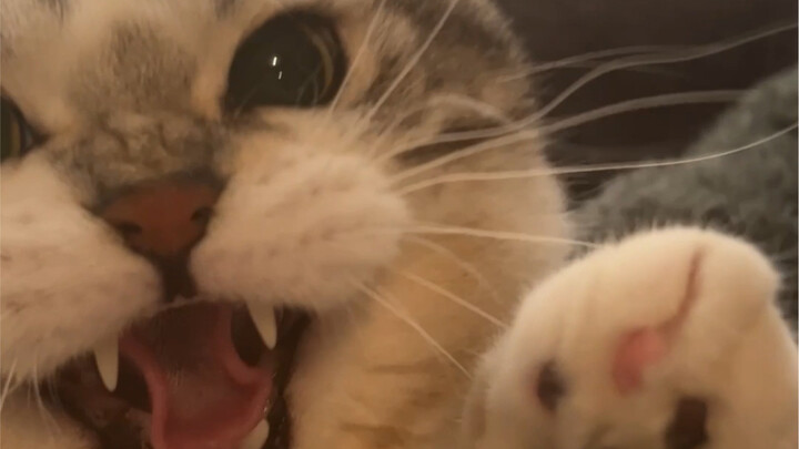 تشاجرت مع قطتي، وتبين بالفعل أن هناك سببًا وراء سوء العلاقة بين القطط والكلاب.