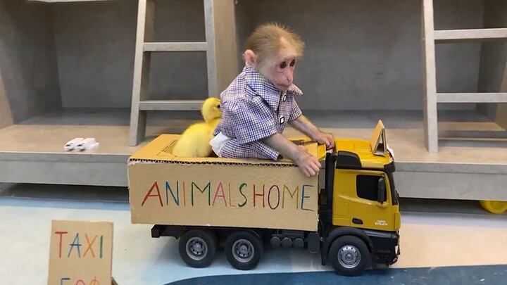 เมื่อเจ้าลิง BiBi กลายเป็นคนขับแท็กซี่?