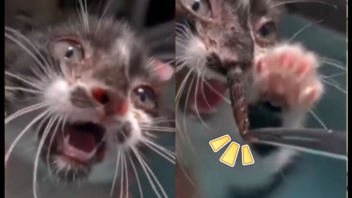 医生从猫咪鼻头里揪出一只肥虫，猫咪:莫挨老子！