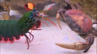 What kind of shrimp is this? Why is it so ferocious?