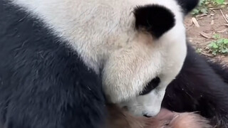 可爱shi了#熊猫
