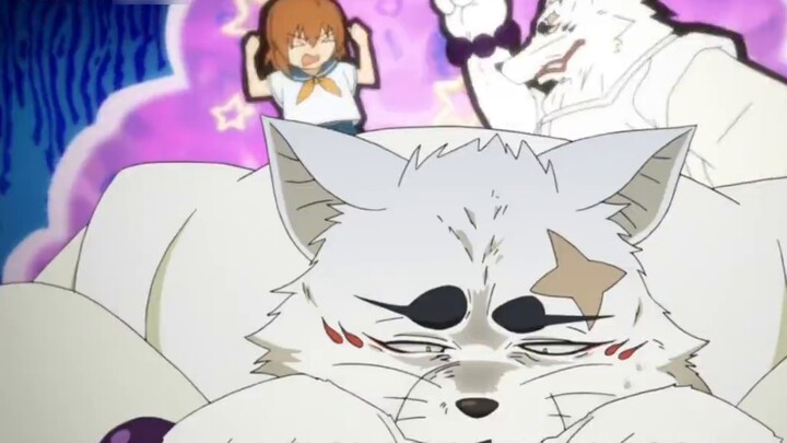 "Silver Fox" Gintaro's fur must be very comfortable to touch
