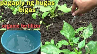 pagaply ng hugas bigas bilang organic fertilizer | jo wel