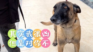 Kelanjutan tentang anjing ras Malinois: Sebenarnya aku sangat garang, tapi tidak denganmu