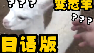 The number of perverted sheep has increased