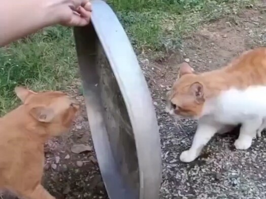 ความแตกต่างระหว่างแมวและสุนัขนั้นช่างน่าขบขัน