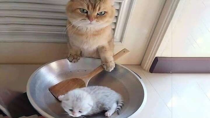 TAHAN TAWA 😹 Video Kucing terlucu 2020 bikin ketawa ngakak | Kucing Paling Imut