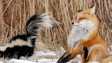 Husky in the world of fox