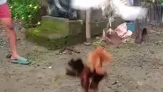 gold vs sinibalang