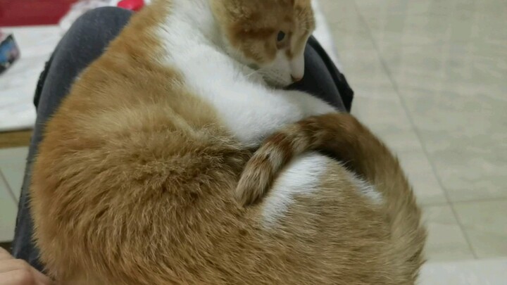 Animal | When My Cat Sits On My Lap