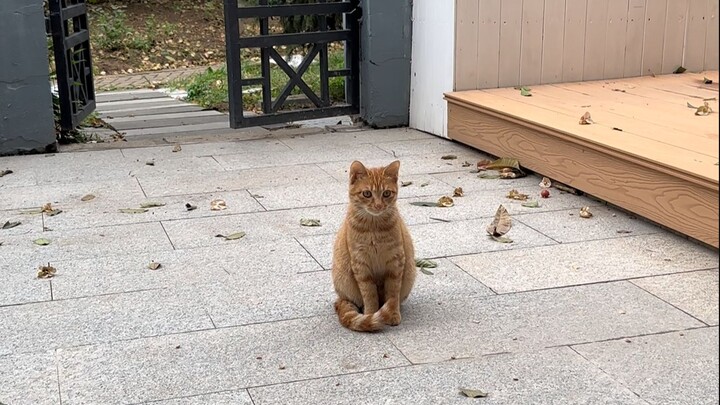 The case is solved—I finally know why it’s been spying on me!