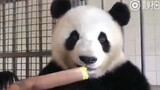 我竟然看了四分钟熊猫吃竹笋。