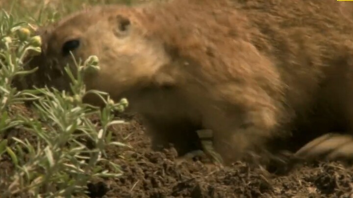 "Beaver: Teeth containing iron element grow 9 times faster than human fingernails"