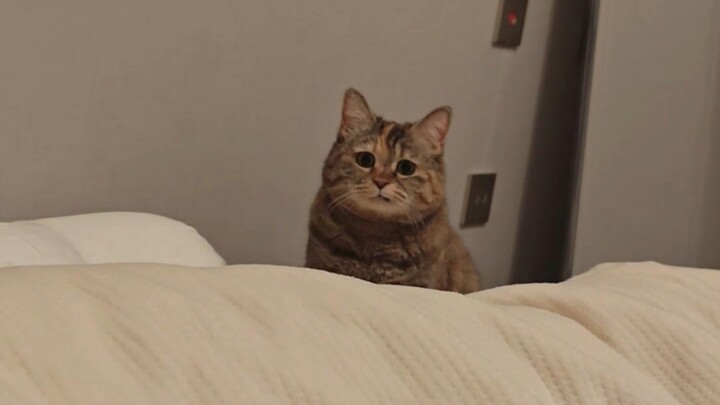 Tối nay mình có thể ngủ ở đây được không?