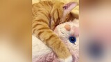 Một chiếc boss ham ngủ nướng 😆 mèo đángyêu boss