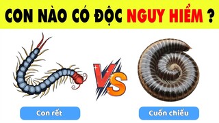 Đại Chiến Các Loài Vật Nguy Hiểm Chỉ Những Nhà Thám Hiểm Thế Giới Động Vật Mới Vượt Qua | Nhanh Trí