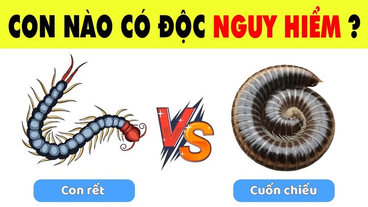 Đại Chiến Các Loài Vật Nguy Hiểm Chỉ Những Nhà Thám Hiểm Thế Giới Động Vật Mới Vượt Qua | Nhanh Trí