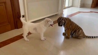 Khi cún chung nhà với hổ con