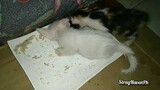 Mama Dark kittens playtime.