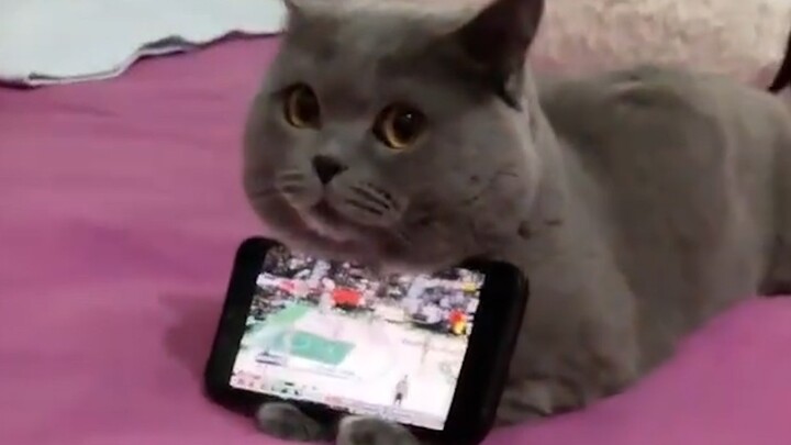 “No cat food is ever truly free.”