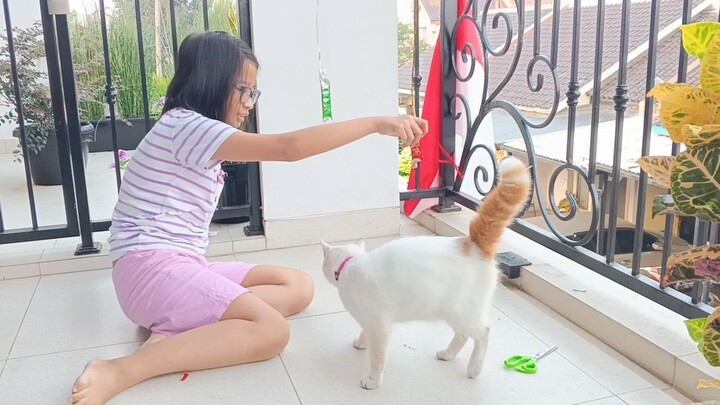 Kucingnya Gak ikut lomba