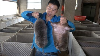 Huanong Brothers: Mari kita rawat tikus bambu putih yang dikirim penggemar, dan lihatlah Xiaopang da