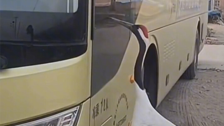 Netizen: I suspect this red-crowned crane is actually a person in disguise #BeautifulHeilongjiang #N