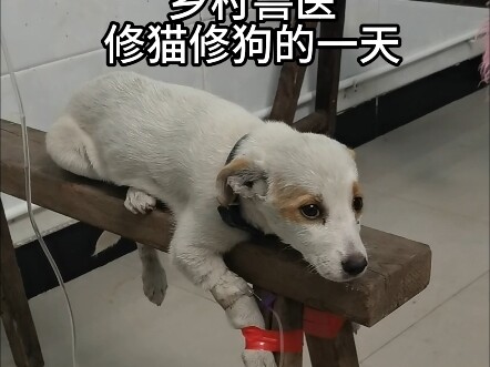 หนึ่งวันของสัตวแพทย์ชนบทกับการรักษาแมวและสุนัข