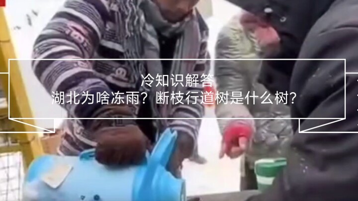 ไขข้อสงสัยน่ารู้: ทำไมหูเป่ยถึงมีฝนน้ำแข็ง? ต้นไม้ริมทางที่กิ่งหักคือต้นอะไร?