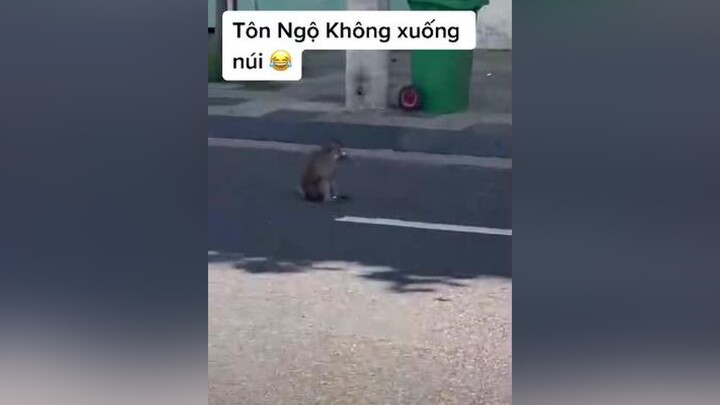 Vũng Tàu trông như Hoa Quả Sơn khi giãn cách xã hội 😂xuhuong haihuoc trend vũngtàu hoaquason khỉ